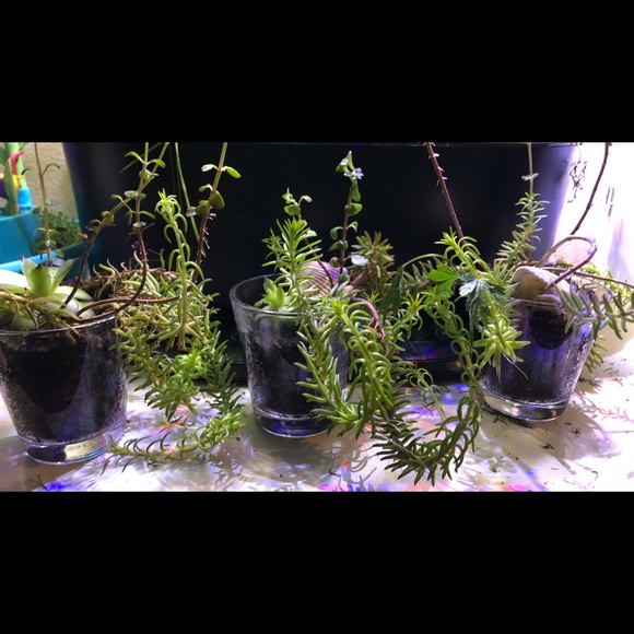 Succulents&Handmade Bead Garland w/ Tassel&Wood Slice with Hand Drawn Art - Picture 5 of 8